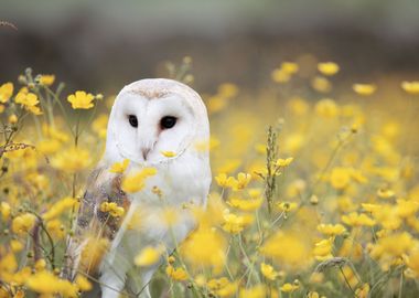 White Owl