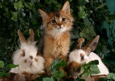 Rabbits and Kitten