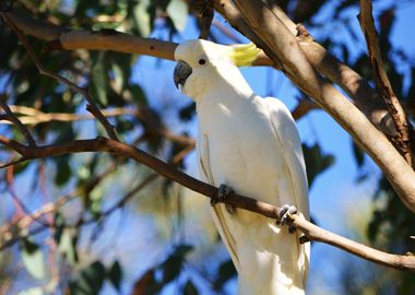 COCKATOO parrot