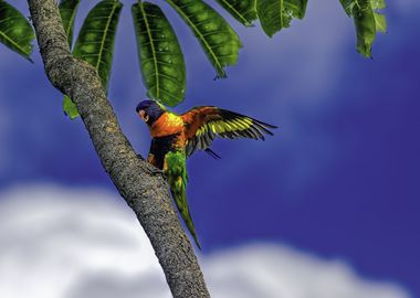 Rainbow lorikeet parrot