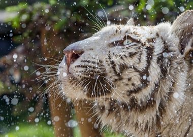 Majestic White Tiger