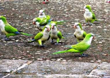 Parakeet Parrots