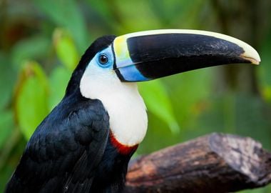 Toucan Parrot