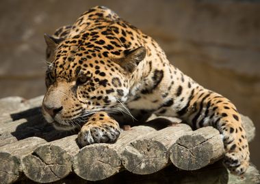 Jaguar