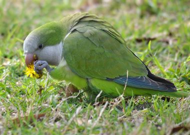 Parakeet parrot