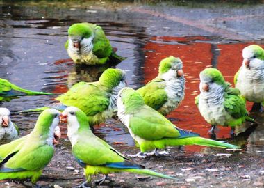 Parakeet Parrots