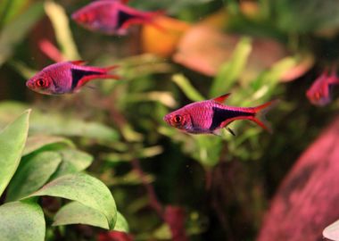 RASBORA Tropical Fish