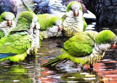 Parakeet Parrots