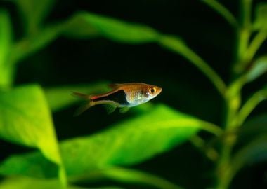 RASBORA Tropical Fish