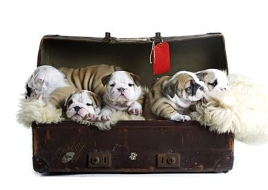 Bulldog Puppys in Suitcase