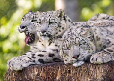 Snow Leopards