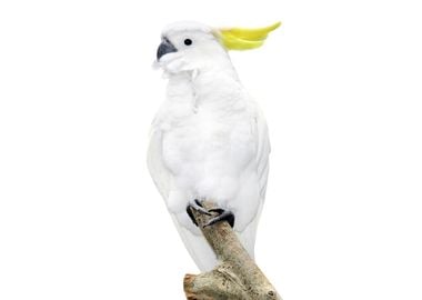 White Parrot