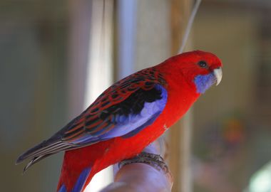 ROSELLA parrot