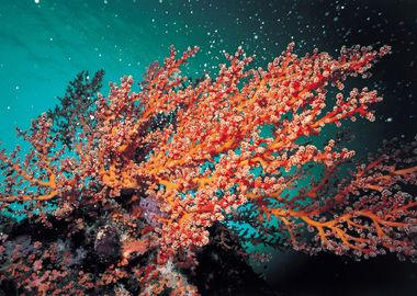 Corals Underwater world