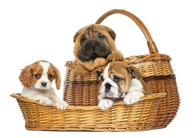 Three puppies in a basket