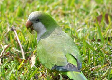 Parakeet parrot