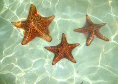 Ocean starfish