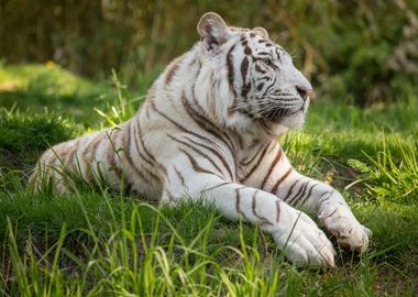 Majestic White Tiger