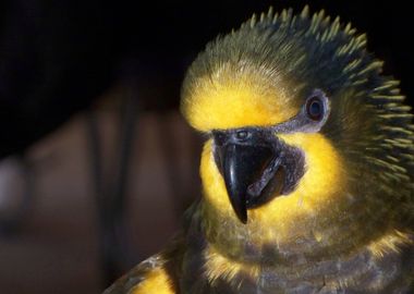 LORY tropical parrot