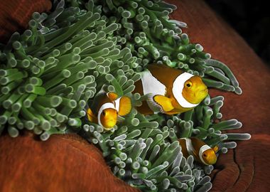 Coral reefs clownfish