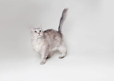 Maine Coon cat