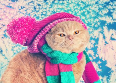 Cat with Winter hat