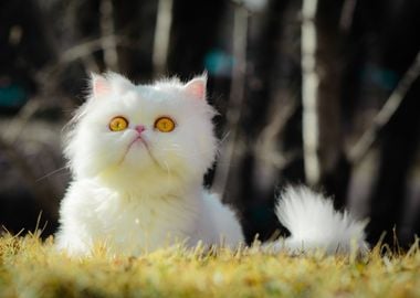 Funny cute cat