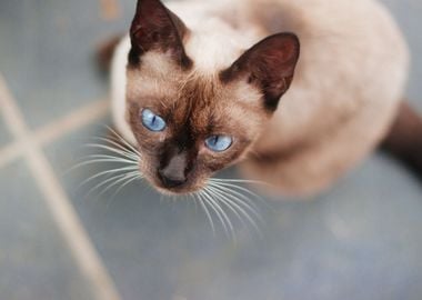 Beautiful Cat