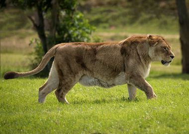 Lion