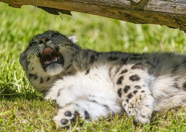 Snow Leopard