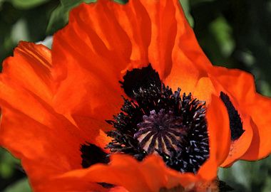 poppies flower