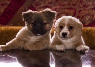 Cute Puppys