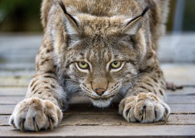 Lynx Cat Wild Cat