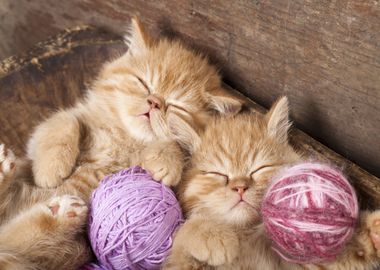 Cute Cats