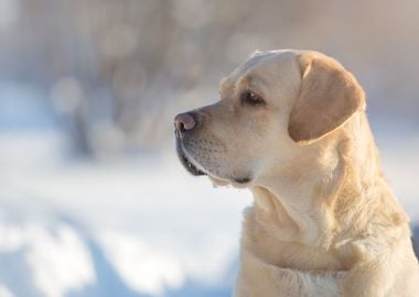 Dog Retriever