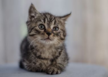 Cute Kitten