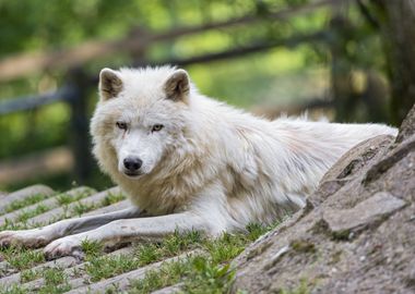 White Wolf