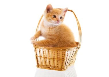 Cat in a basket