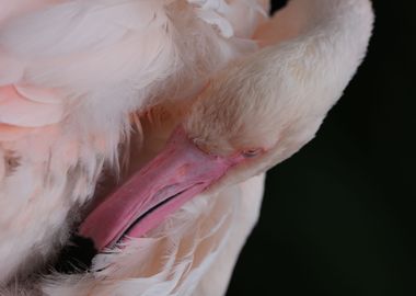 Flamingo Beauty