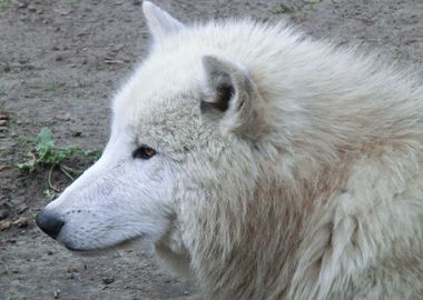 White Wolf