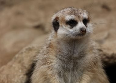 Meerkat