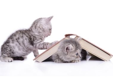 Kittens play with a book