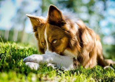 Border Collie