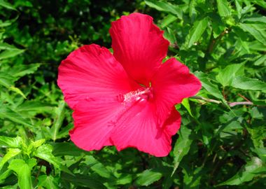 Red Hibiscus Flower