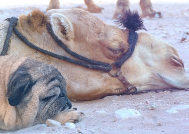 pug at petra