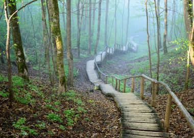 Staiway In Forest Disappea