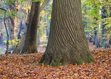 Autumn Forest Nachtegalenp