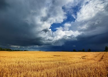 Cereal Field Against Dark