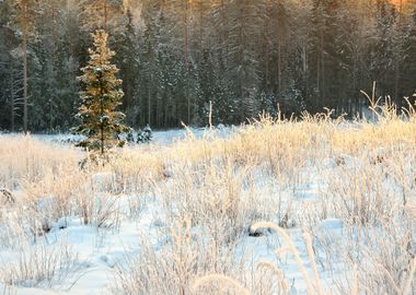 Winter Forest At The Sunse