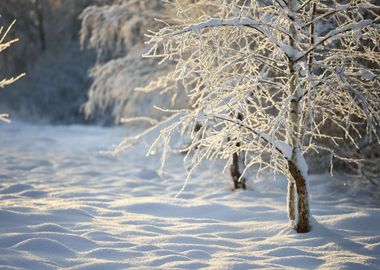 Winter Wonderland In Snow